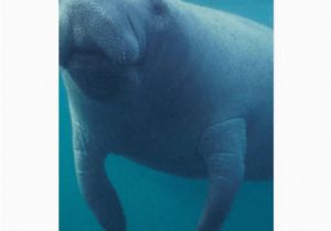 Manatee Birthday Card Manatee Greeting Card Zazzle