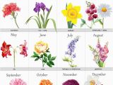 Monthly Birthday Flowers 25 Best Ideas About Birth Flowers On Pinterest Month