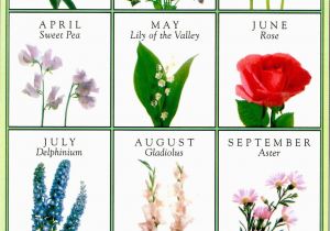 Monthly Birthday Flowers Birth Flowers for Each Month Flowers Ideas for Review