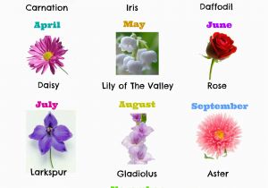 Monthly Birthday Flowers A Visual Guide to Wedding Flowers by Month ...