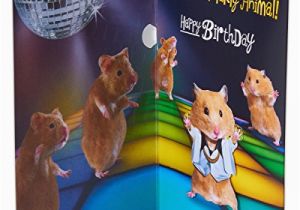 Musical Birthday Cards Amazon American Greetings Funny Hamster Birthday Card with Music