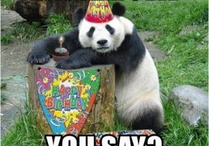 New Years Birthday Meme New Year 39 S Eve You Say Happy Birthday Panda Meme