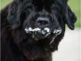 Newfie Birthday Meme 1000 Images About Newfie On Pinterest Beautiful Family
