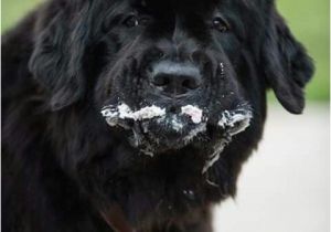 Newfie Birthday Meme 1000 Images About Newfie On Pinterest Beautiful Family