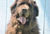 Newfie Birthday Meme 11226 Best Gotta Lotta Newfy Love Images On Pinterest
