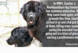 Newfie Birthday Meme 25 Best Memes About Newfoundland Dog Newfoundland Dog Memes