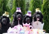 Newfie Birthday Meme 382 Best H B Images On Pinterest Birthdays Birthday