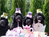 Newfie Birthday Meme 382 Best H B Images On Pinterest Birthdays Birthday