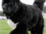 Newfie Birthday Meme 8861 Best Puppy Dog Images On Pinterest Dogs