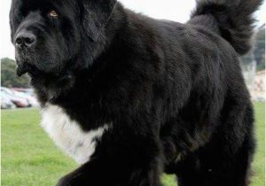 Newfie Birthday Meme 8861 Best Puppy Dog Images On Pinterest Dogs