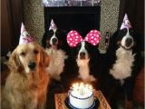 Newfie Birthday Meme Best 25 Happy Birthday Dog Meme Ideas On Pinterest