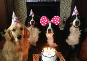 Newfie Birthday Meme Best 25 Happy Birthday Dog Meme Ideas On Pinterest