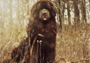 Newfie Birthday Meme Best 25 Happy Birthday Puppy Ideas On Pinterest Happy