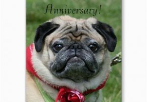 Newfie Birthday Meme Happy Anniversary Pug Greeting Card Happy Anniversary