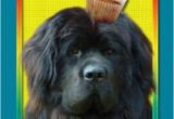 Newfie Birthday Meme Happy Birthday Newf Goofy Newfies Pinterest