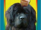 Newfie Birthday Meme Happy Birthday Newf Goofy Newfies Pinterest