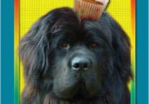 Newfie Birthday Meme Happy Birthday Newf Goofy Newfies Pinterest