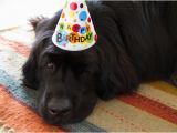 Newfie Birthday Meme Newfoundland Dogs the oregon Tail