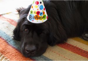 Newfie Birthday Meme Newfoundland Dogs the oregon Tail