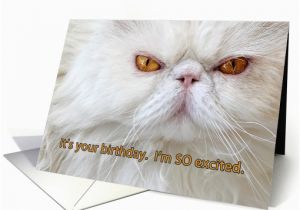Persian Birthday Cards Birthday Card Angry Cat Photograph White Persian Humor Card
