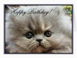 Persian Birthday Cards Happy Birthday Persian Kitten Greeting Card Zazzle Ca