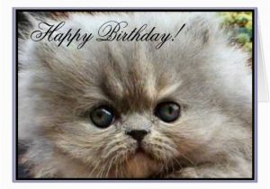 Persian Birthday Cards Happy Birthday Persian Kitten Greeting Card Zazzle Ca