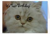 Persian Birthday Cards Persian Kitten Birthday Card Zazzle
