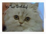 Persian Birthday Cards Persian Kitten Birthday Card Zazzle