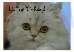 Persian Birthday Cards Persian Kitten Birthday Card Zazzle