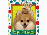 Pomeranian Birthday Card Birthday Cupcake Pomeranian Card Zazzle