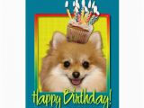 Pomeranian Birthday Card Birthday Cupcake Pomeranian Greeting Card Zazzle