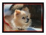 Pomeranian Birthday Card Happy Birthday Pomeranian Greeting Card Zazzle
