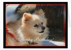 Pomeranian Birthday Card Happy Birthday Pomeranian Greeting Card Zazzle