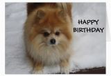 Pomeranian Birthday Card Happy Birthday Says the Pomeranian Card Zazzle Com