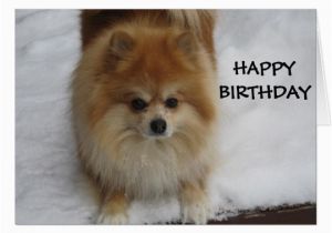 Pomeranian Birthday Card Happy Birthday Says the Pomeranian Card Zazzle Com