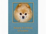Pomeranian Birthday Card Pomeranian Birthday Cards Pomeranian Birthday Card