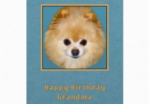 Pomeranian Birthday Card Pomeranian Birthday Cards Pomeranian Birthday Card