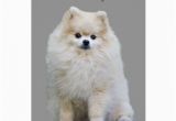 Pomeranian Birthday Card Pomeranian Greeting Card Zazzle