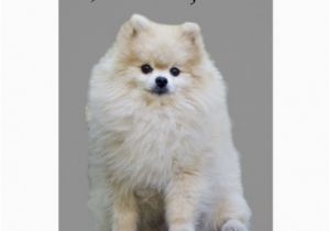 Pomeranian Birthday Card Pomeranian Greeting Card Zazzle