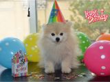 Pomeranian Birthday Card tommy the Pomeranian Guess who S Birthday It is It S