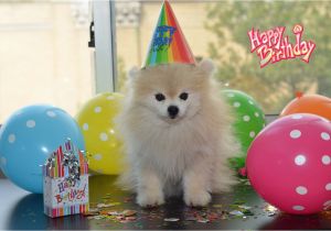 Pomeranian Birthday Card tommy the Pomeranian Guess who S Birthday It is It S