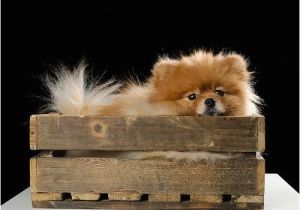 Pomeranian Birthday Meme 1000 Ideas About Happy Birthday Dog On Pinterest Dog