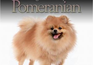 Pomeranian Birthday Meme 1000 Images About Pomeranian On Pinterest Barking