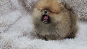 Pomeranian Birthday Meme 17 Best Images About Pomeranian Memes On Pinterest