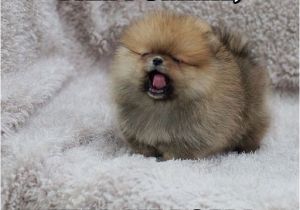 Pomeranian Birthday Meme 17 Best Images About Pomeranian Memes On Pinterest