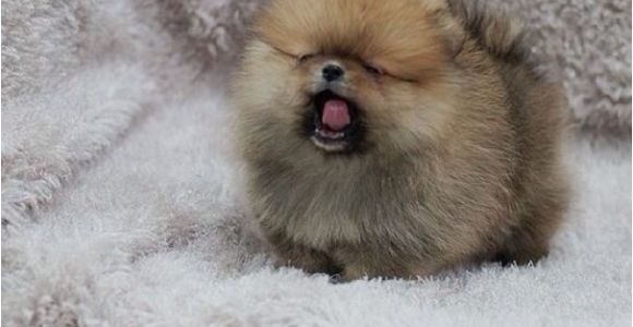 Pomeranian Birthday Meme 17 Best Images About Pomeranian Memes On Pinterest