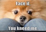 Pomeranian Birthday Meme 62 Best Images About Pomeranian Memes On Pinterest