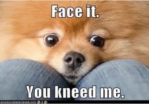 Pomeranian Birthday Meme 62 Best Images About Pomeranian Memes On Pinterest