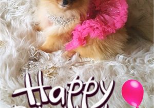 Pomeranian Birthday Meme Happy Birthday Pomeranian Pomeranians Happy Birthday