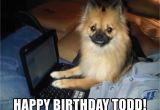 Pomeranian Birthday Meme Happy Birthday todd Pc Pomeranian Meme Generator